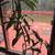 Indoor plants Dracaena 2 thumbnail