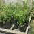 Chile del monte plants 4 thumbnail