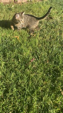 Sweetest cats need home to avoid shelter (Crumpler)63860185973761120