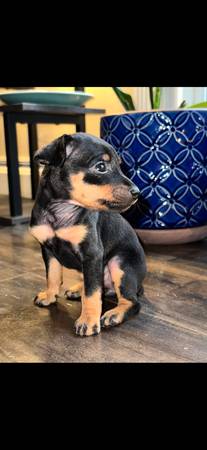 Miniature pinchers puppies ?63920016353538124