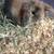 Bunnies 3 thumbnail
