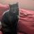 Lost tortoise shell cat 1 thumbnail
