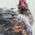 Olive egger roo 1 thumbnail