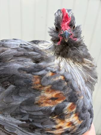 Olive egger roo 1