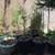 Pine Tree Palm Tree 1 thumbnail