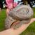 Rainbow Boa 1 thumbnail