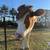 Gentle Holstein/Ayrshire Cross Heifer 2 thumbnail