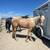 3yr old Mare Performance Prospect 4 thumbnail