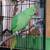 For Adoption: Indian Ringneck Parrot with cage toys food supplies 17 thumbnail