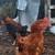 Free young roosters 2 thumbnail