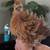 Chickens / Gallinas / Gallos / Hens / Roosters 1 thumbnail