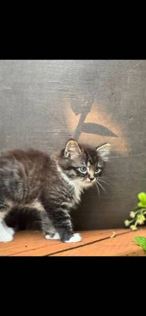 10 week old kittens ready for a new home63853558629377122