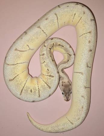 Couple Ball Pythons63943426626947121