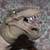 2 Flexible Rubber Kids Dinosaur Hand Puppet Toys 10 thumbnail
