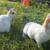 Rex cross bunnies 2 thumbnail