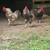 Roosters 4 thumbnail