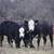 63 Fancy BLK and BWF Heifers 9 thumbnail