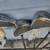 Slotline Inertial II SEC  Irons Set RH True Temper R Steel Shaft 39in 2 thumbnail