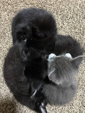 fluffy kittens (Portland)63958423104003120