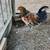 Easter Egger Roosters 1 thumbnail