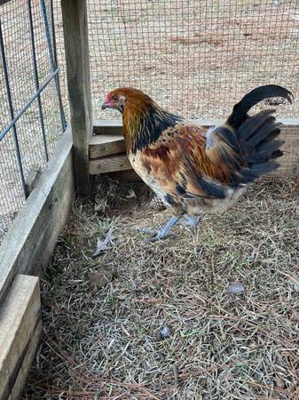 Easter Egger Roosters 1