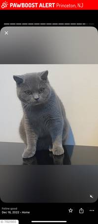 lost cat: solid blue-gray short fur 1