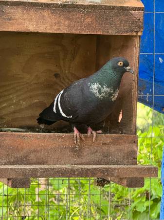 Pair of starling pigeons 1