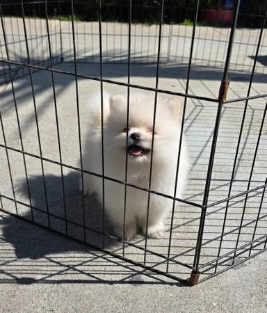 Adorable Pomeranian 1