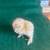 Show silkies and barn yard mixes 7 thumbnail