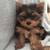 Cuteaffectionateyorkie 2 thumbnail