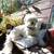 House and Dog Sitting, Excellent Ref., Mature, Trustworthy, Kind 5 thumbnail