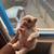 Adopt,. Frenchie 2 thumbnail