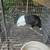 Dutch rabbit 2 thumbnail