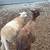 Sheep 1 thumbnail