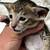 Oriental Shorthair Kittens 3 thumbnail