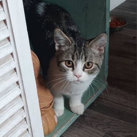 Gatita hembra63844235833217120