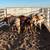 Roping steers 4 thumbnail
