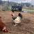 Laying hens 7 thumbnail