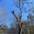 DARINEL'S  TREE SERVICE & LANDSCAPING LLC 6 thumbnail