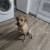 Rehoming dog 1 thumbnail