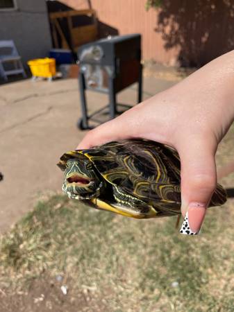 Red ear slider turtle (Oklahoma City)63976604208515122