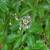 *** PASSION FRUIT VINES 5-6 ft. Staked 15 Gal. 1 thumbnail