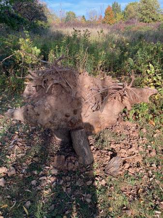 Free Ash Tree Stump and Root Ball 1