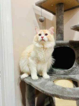 Cat for rehoming (West Hartford)63873145734273121