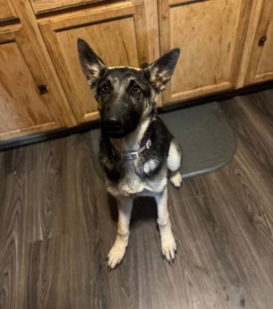 German Shepherd Pup 1