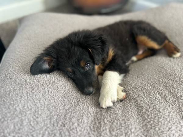Rehoming mini aussie (Sacramento)63679359495937122