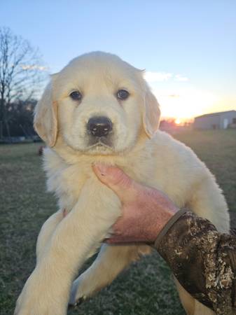 Golden retriever 1