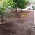 San Gabriel Palm and Tree care Services 6 thumbnail