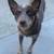 Australian cattle dog puppies 7 thumbnail
