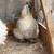 Pareja de silkies - silkie pair 2 thumbnail